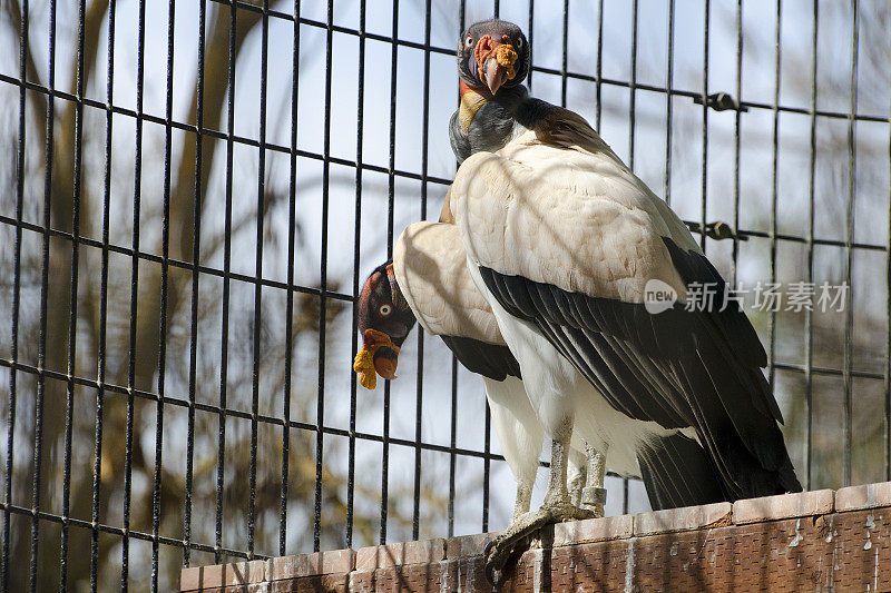 秃鹫 Sarcoramphus 爸爸